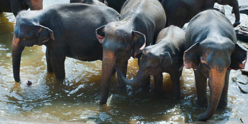 Pinnawala Elephant Orphanage